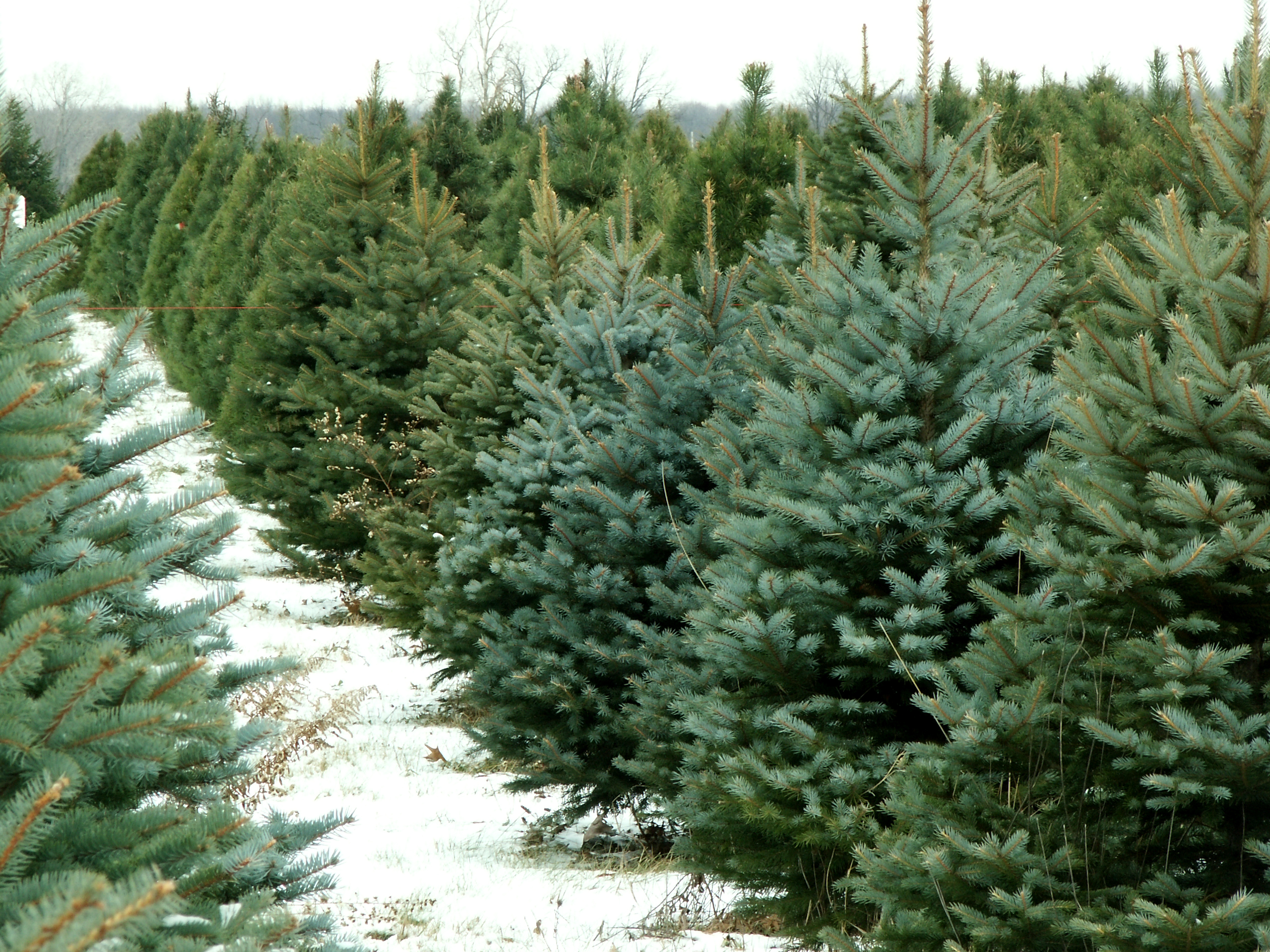 mixed Christmas trees