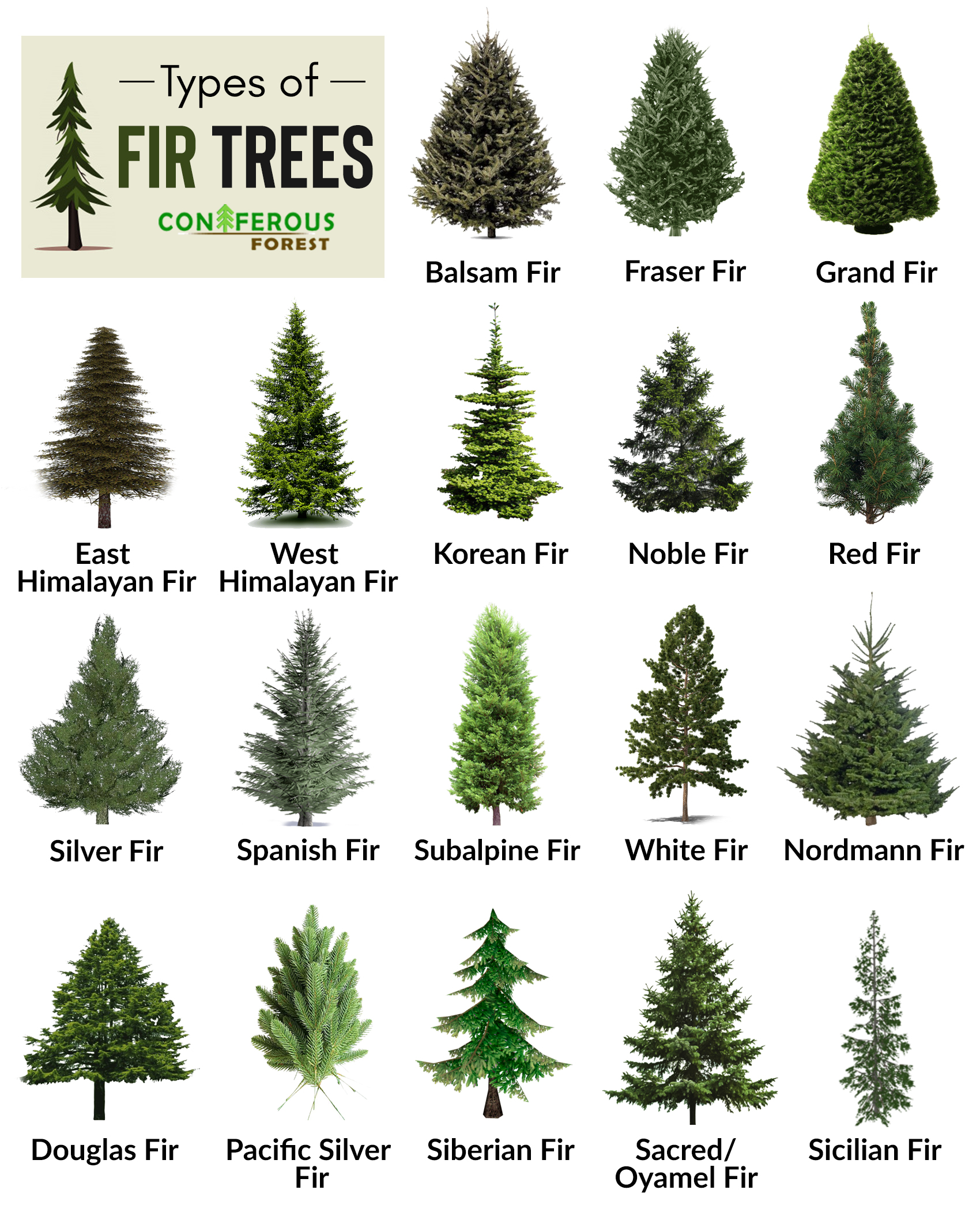 fir tree chart