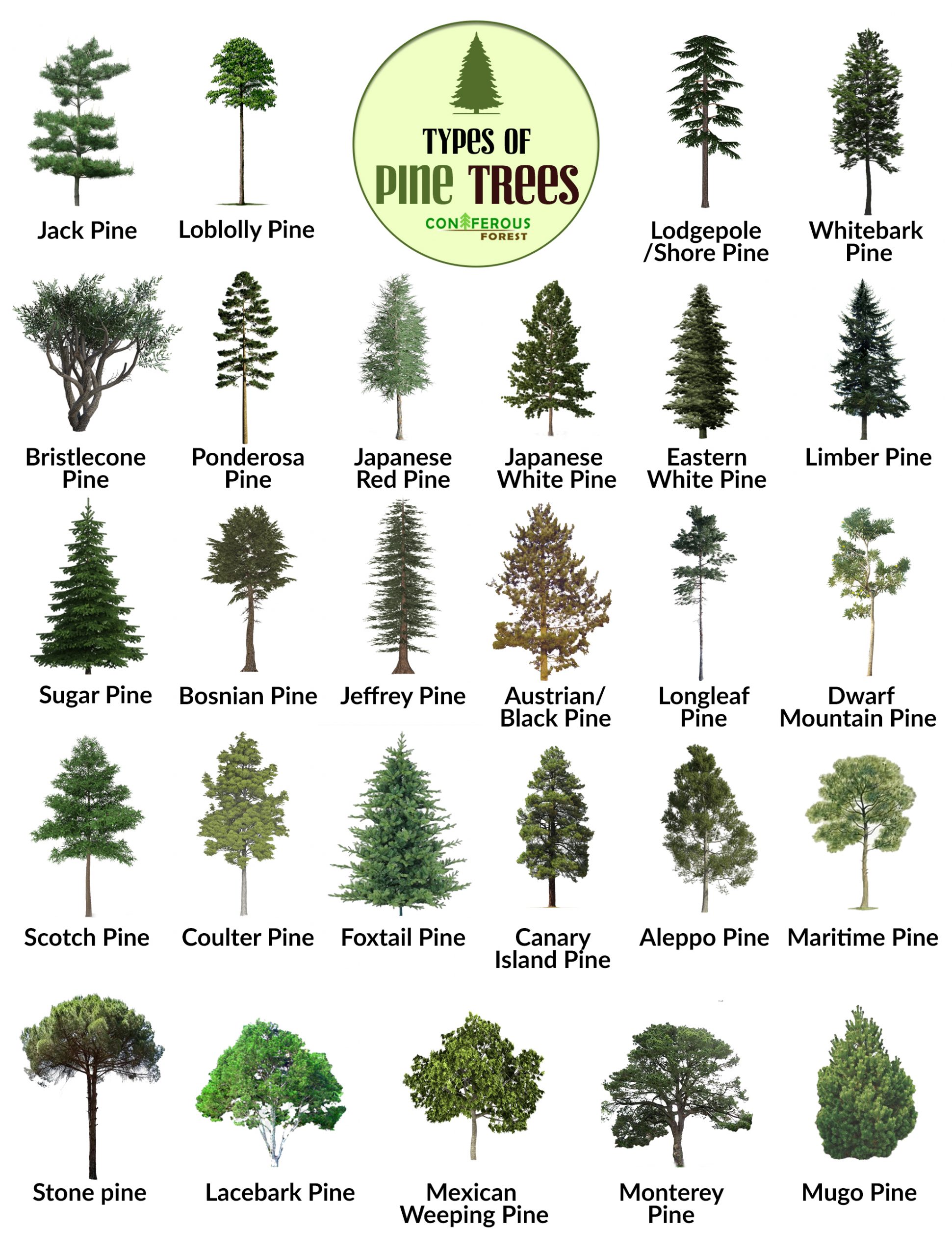 pine tree chart