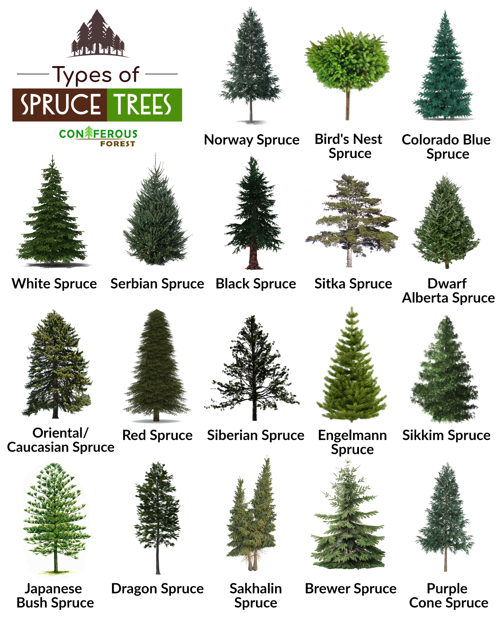 spruce tree chart