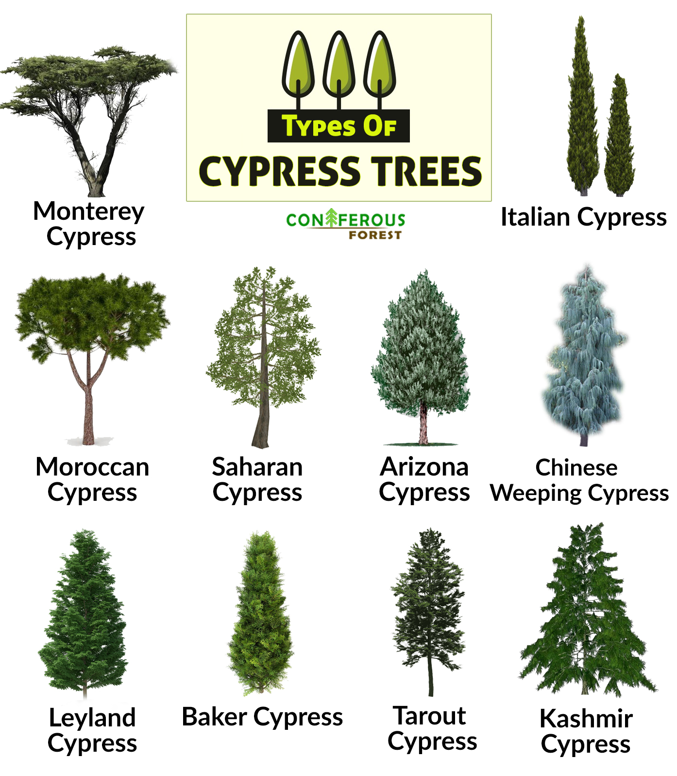cypress tree chart
