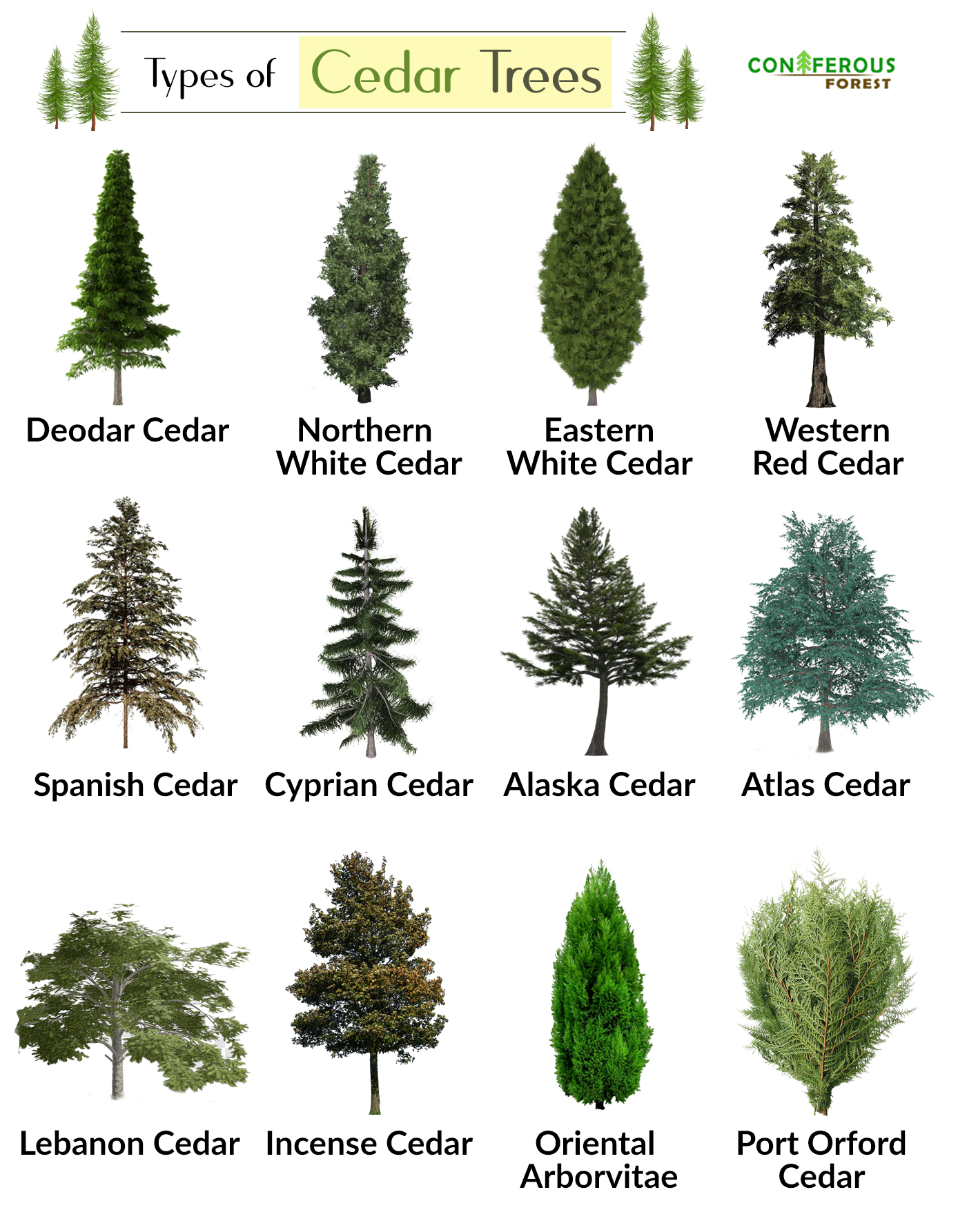 cedar tree chart